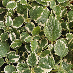 [PLECCOLEPANA4] Plectranthus Coleoide Panache