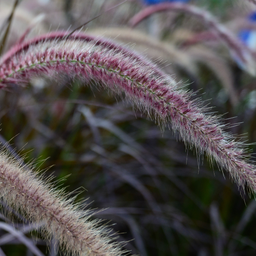 [PENNRUBRMINI5] Pennisetum Rubrum Minimus