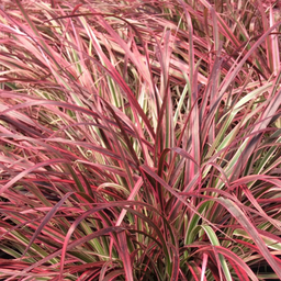 Pennisetum Firework