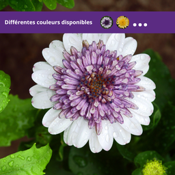 Osteospermum 4D