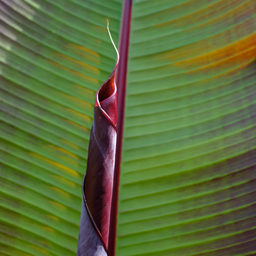 Musa Ensete