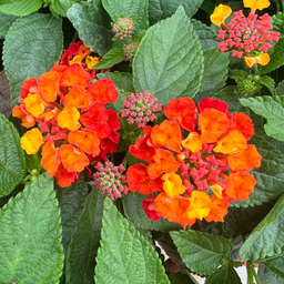 [LANTHOTBROUG7] Lantana Hot Blood Red