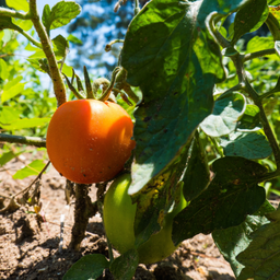 Tomate Gold Medal