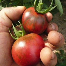 Tomate Jasper