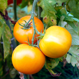 [TOMAJUBIJAUN4.5] Tomate Jubilee