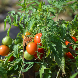 [TOMAMANIROUG4.5] Tomate Manitoba