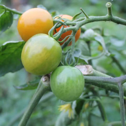 [TOMAORANORAN4.5] Tomate Orangeto F1