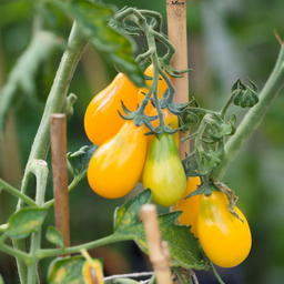 Tomate Poire