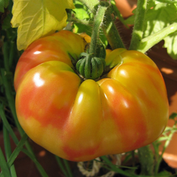 [TOMASTRITRIC4.5] Tomate Striped German