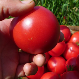 Semences tomate maskabec