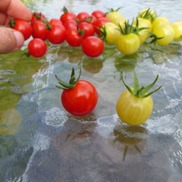 Semences tomate coyote et petit moineau