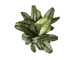 [calawhitstar8] Calathea white star