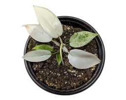 Philodendron white florida ghost