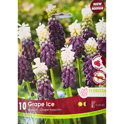 Bulbes : Muscari - Grape Ice