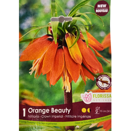 Bulbes :  Fritillaria - Orange Beauty - Crown Imperial