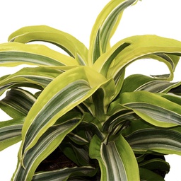 Dracaena lemon surprise