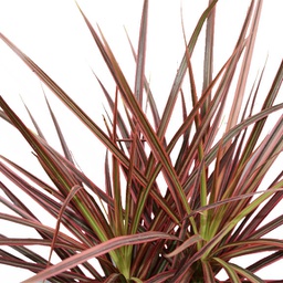 Dracaena marginata colorama