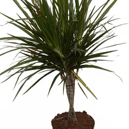 Dracaena bicolor tresse