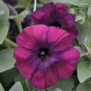Pétunia easy wave velour burgundy (panier de 6)