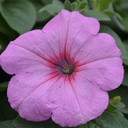 Pétunia easy wave pink (panier de 6)