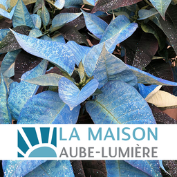 Euphorbia pulcherrima bleu