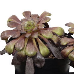 Aeonium schwarzkop