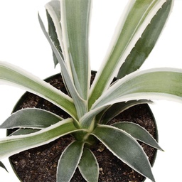 Agave