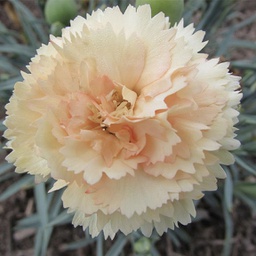 [1DIAODBB01] Dianthus Odessa bling (car)