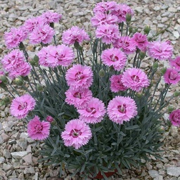 [1DIAPOPS01] Dianthus pop star