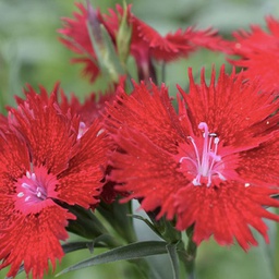 [1DIARORE01] Dianthus rockin red