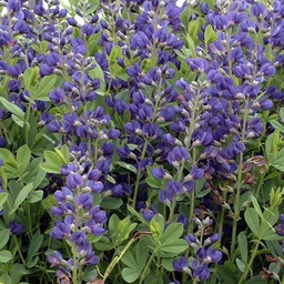 [1BAPAURA02] Baptisia australis