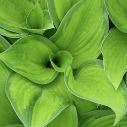 [1HOSPARA01] Hosta paradigm