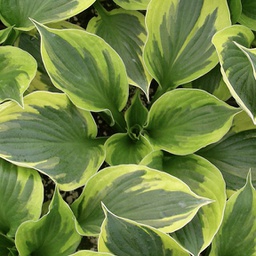 [1HOSTWIL01] Hosta twilight