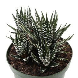 Haworthia fasciata