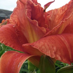 [1HEMMOSF02] Hemerocallis moses fire