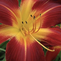 [1HEMRUCS01] Hemerocallis ruby spider