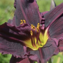 [1HEMSTEP01] Hemerocallis stella in purple