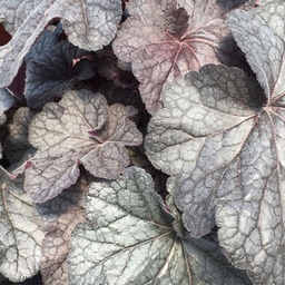 [1HEUGRBL02] Heuchera grande black