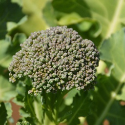 Semences brocoli de Cicco biologique