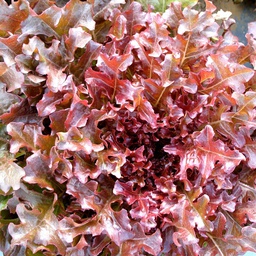 Semences laitue feuille de Chêne rouge biologique