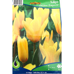 Bulbes : Tulipe - Golden Emperor - Fosteriana