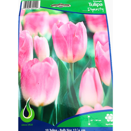 Bulbes : Tulipe - Dynasty - Triumph