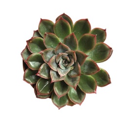 Echeveria spp. (succulente)