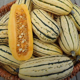 Semences courge delicata zeppelin