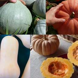 Semences courges d’hiver en mélange (8 variétés)