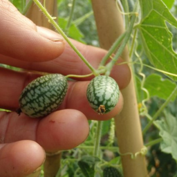 Semences cucamelon